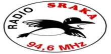 Folk Radio Sraka