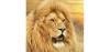 Lion FM Aruba Logo