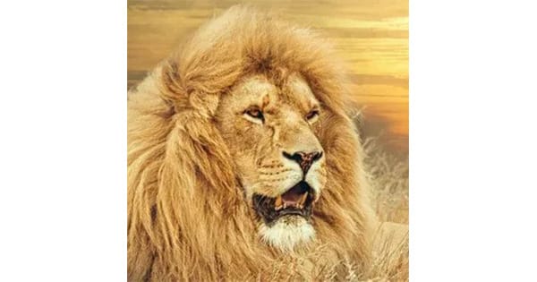 Lion FM Aruba